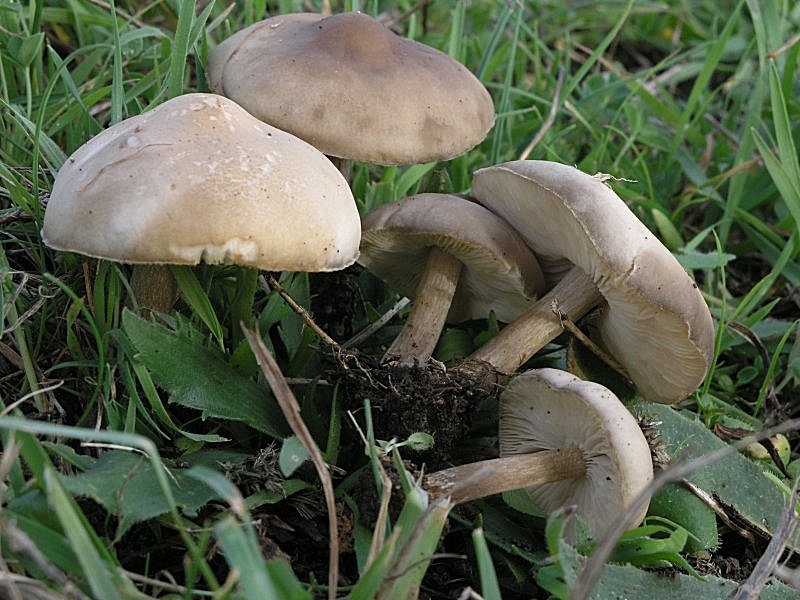 Raccolta periodo natalizio